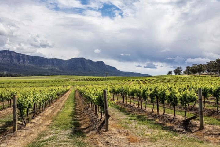 a panoramic view of a hunter valley vineyard