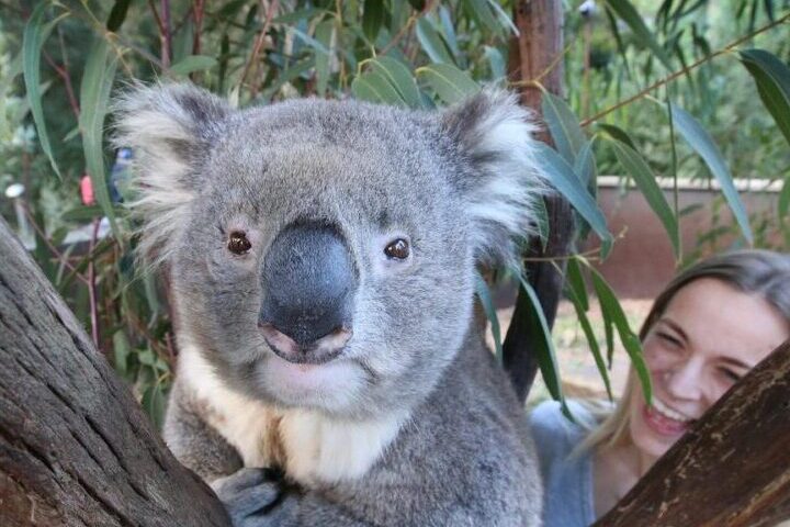 A Koala climbing a tree at Healesville Sanctuary