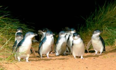 Melbourne Family