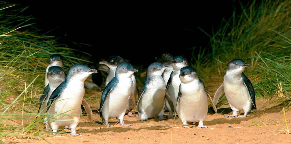 Penguins at Phillip Island