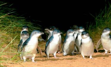 Penguins at Phillip Island