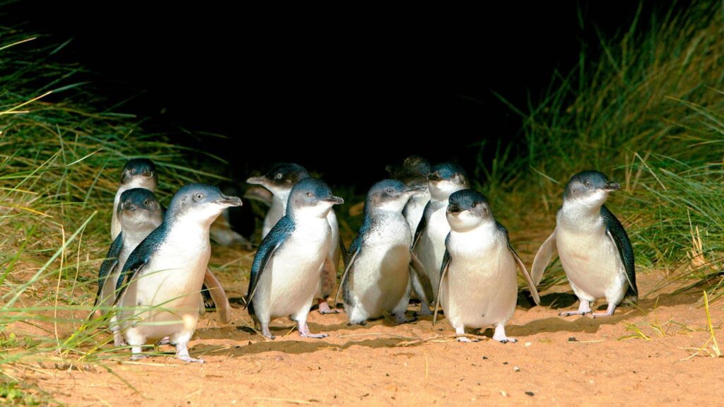 Penguins at Phillip Island