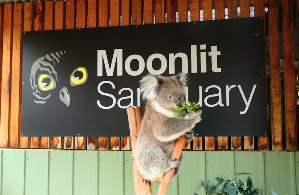 Koala in a tree at Moonlit Sanctuary