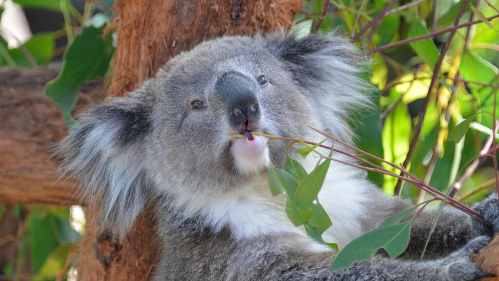 A Koala eating Eucalyptus leaves